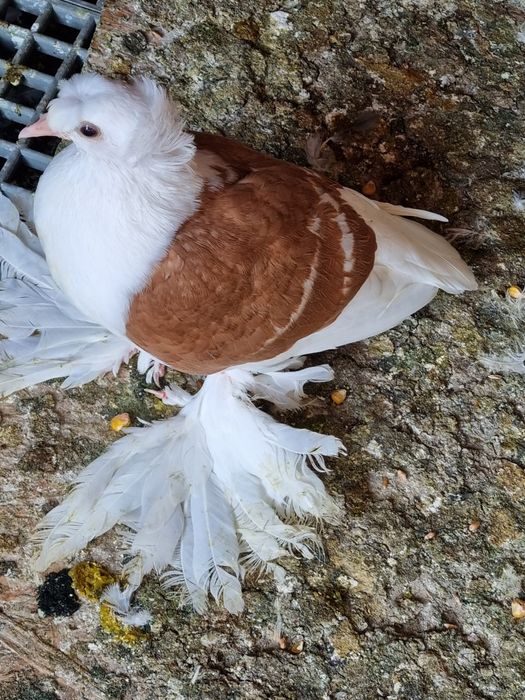 Porumbei rândunele scut