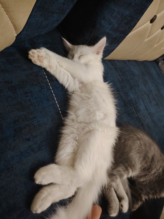 Отдам котов даром