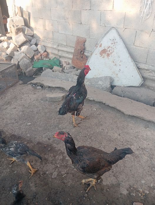 Продам петуха дакана