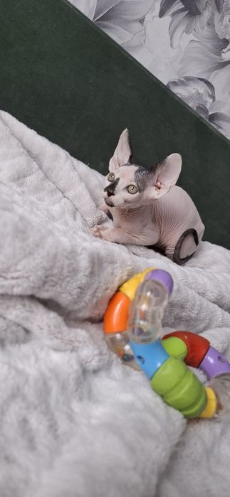 Канадский сфинкс мальчик