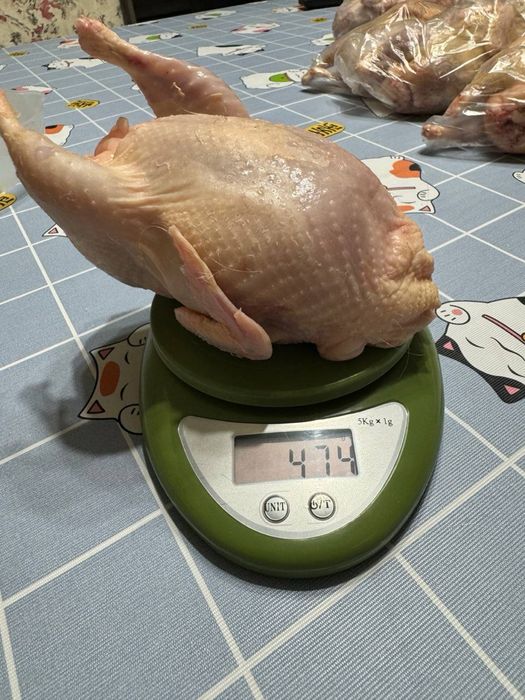 Продаю мясо домашней перепелки