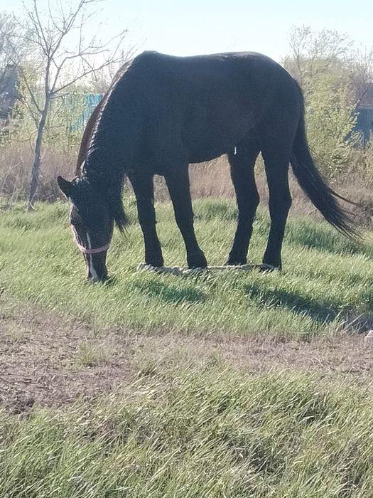 Полутяж айғыр сатылады