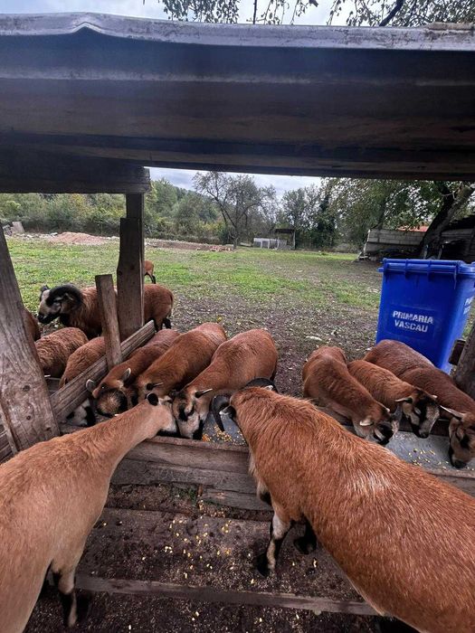 Oi camerun de vanzare