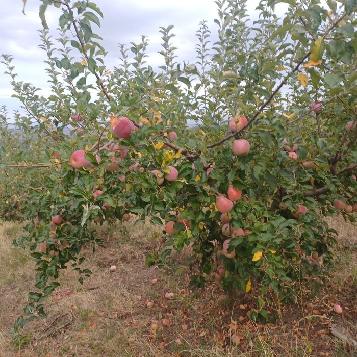3,5 lei Vând mere Golden delicios și Florina