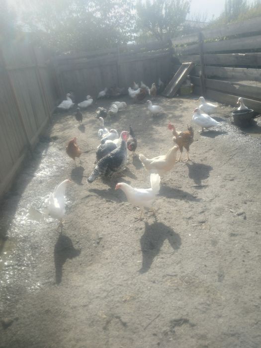 Puicuțe porumbac,negre,