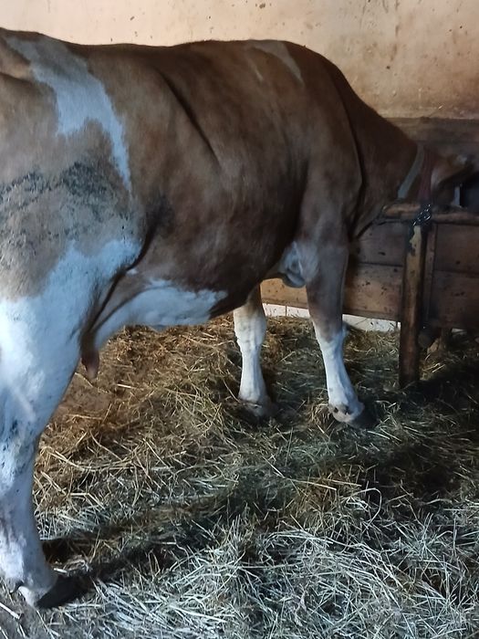 Vaca si iapa de vànzare