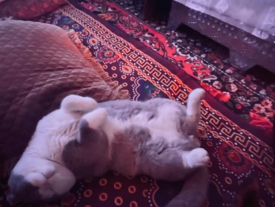 Vyazka, scottish fold