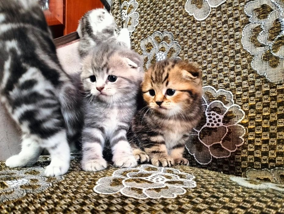 Котята шотландской породы