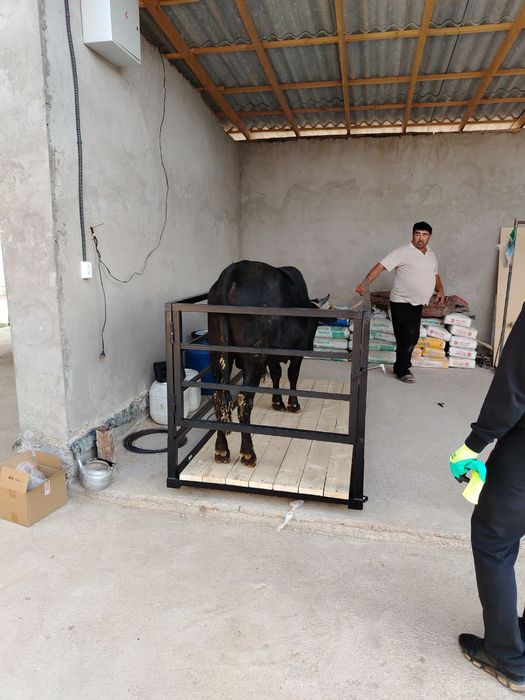 Chorva hayvonlarini olchedigan elektronika tarozilar