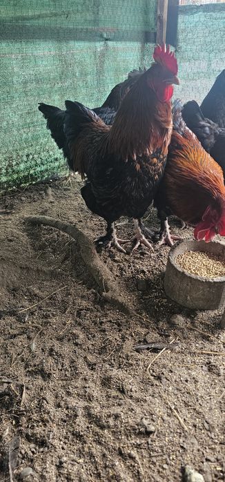 Cocoș Marans Negru Arămiu