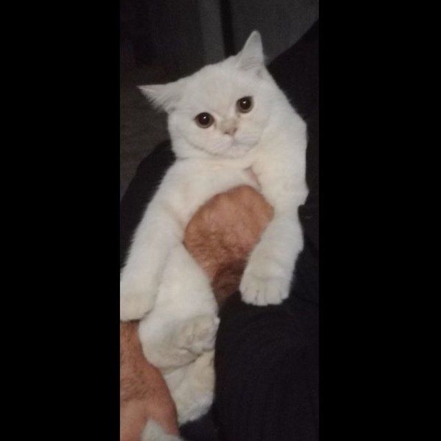 Котята британские чистокровные.