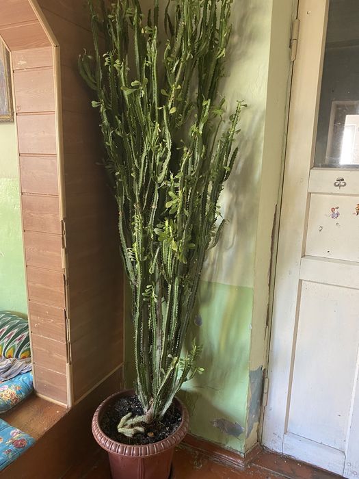 Высокий Кактус