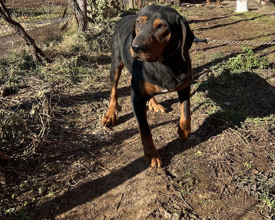 Продавам  зайчар