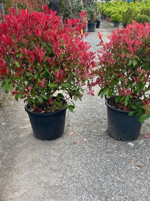 Fhotinia red robin tufa sau glob pentru gard viu