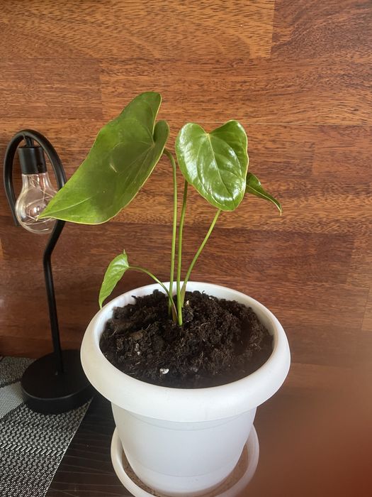 Фикусы и Антуриум.