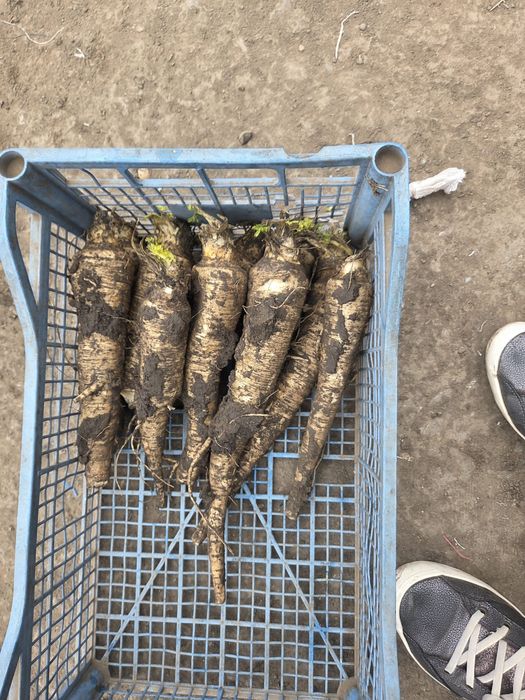 Vand Radacinoase cu pământ !