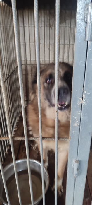 Собачки с отлова жДуТ ЛюбЯщиХ хозЯев