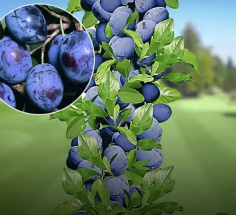 POMI fructiferi clasici ,pomi fructiferi columnari ,vita de vie