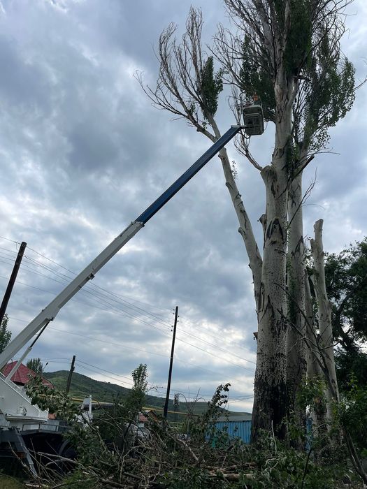 Спил. Пилим деревья