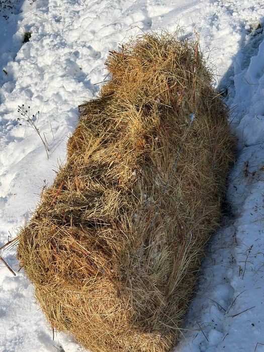 Vind baloți de trifoi dreptunghiulari