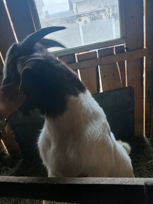 Vând țap boer de un an