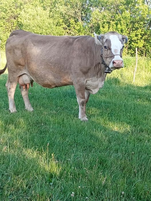 Vând vaca gestantă de 6 luni
