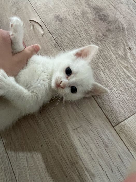 Отдам котят в хорошие руки