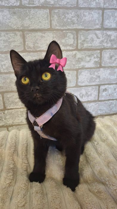 Срочно котенок девочка ищет дом!