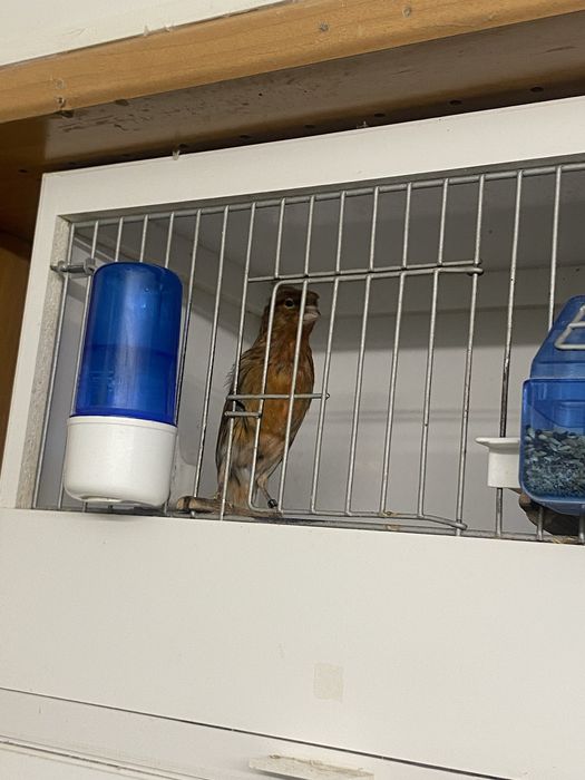 Vand Canari  Arlechin Portughez