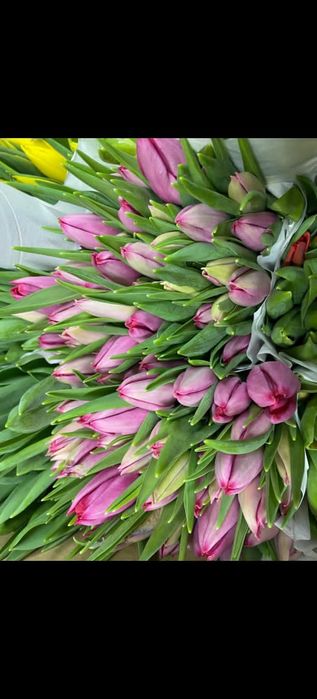 Тюльпаны предзаказ