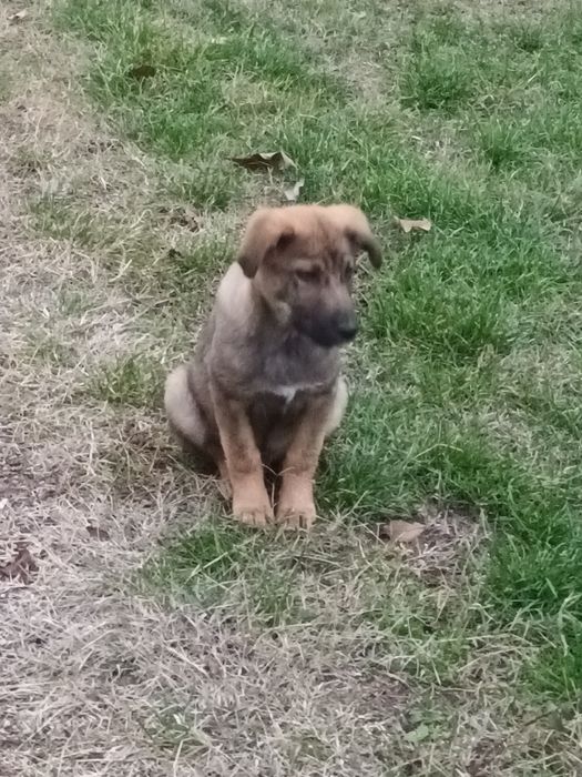 Подарява се бебе Бруно