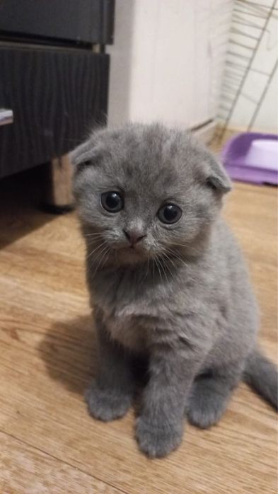 Продам очаравательных котят