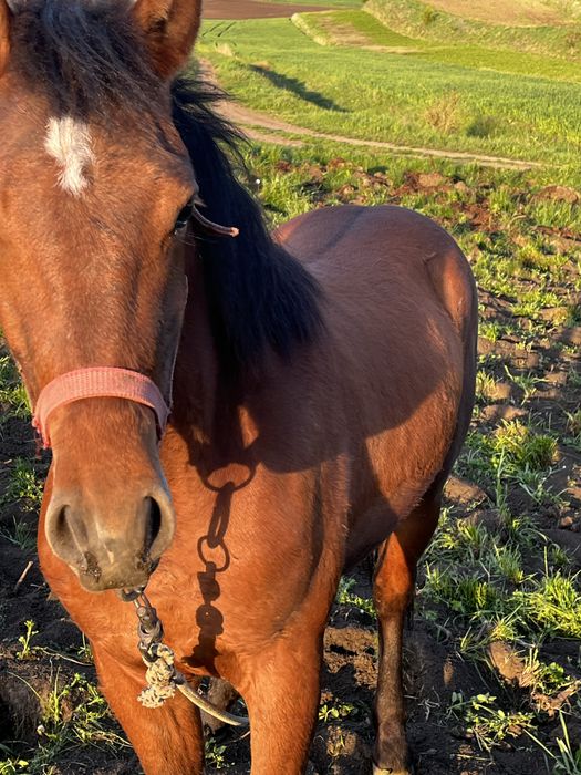 Vand manz sau schimb cu juninca gestanta