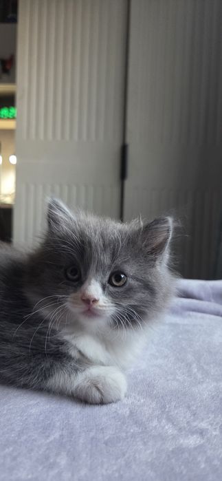 Отдам двух котят (девочки)
