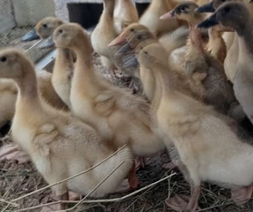 Продам утят бройлерных