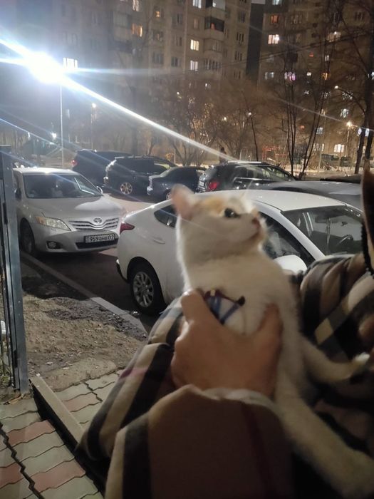 Кошка бесплатно