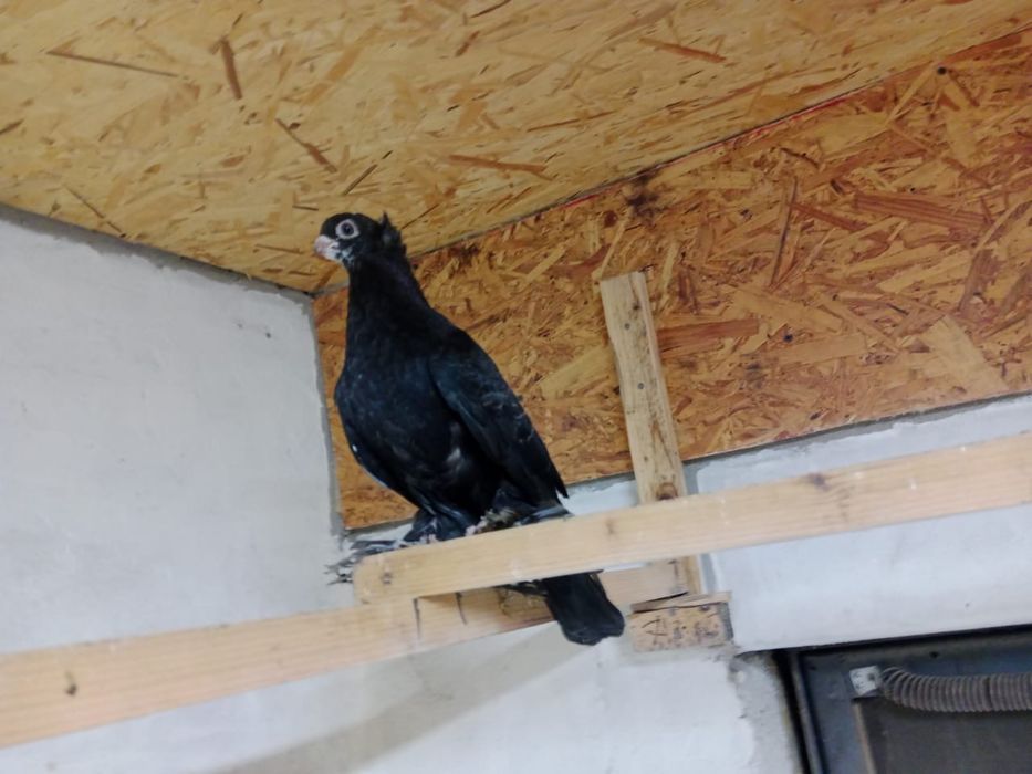 Продам   голубей