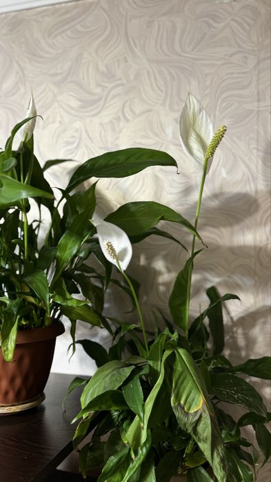 Спатифиллум женское счастье