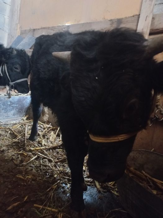 Продам бычки срочно