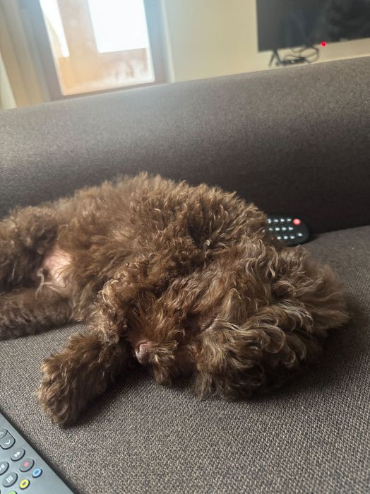 Той пудел на 2 месеца и половина