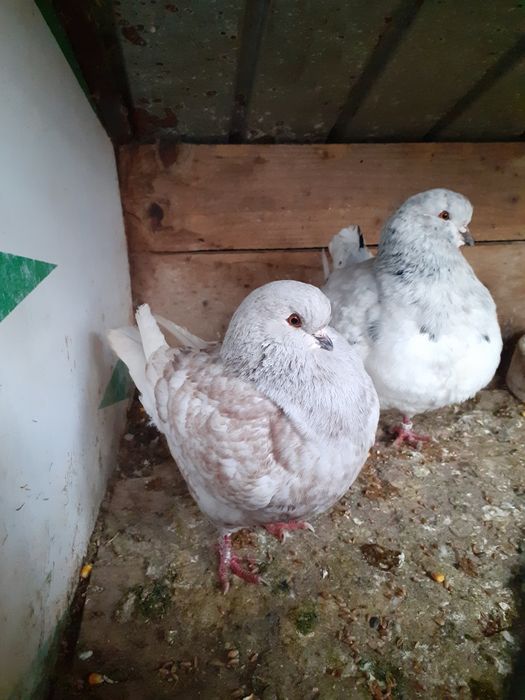 Vând porumbei rasa king Alba Iulia • OLX.ro