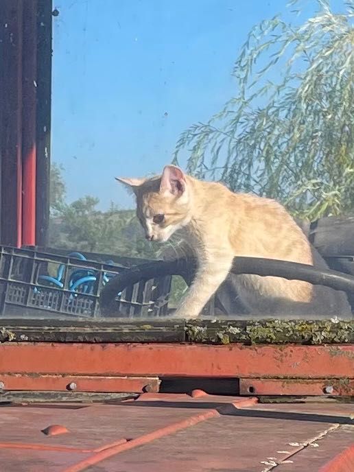 Pui de pisici spre adoptie