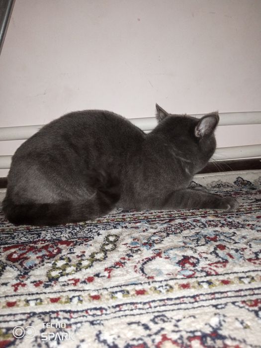 Mushuk sotiladi moda arzon narxda