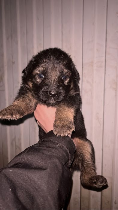Продам щенков немецкой овчарки