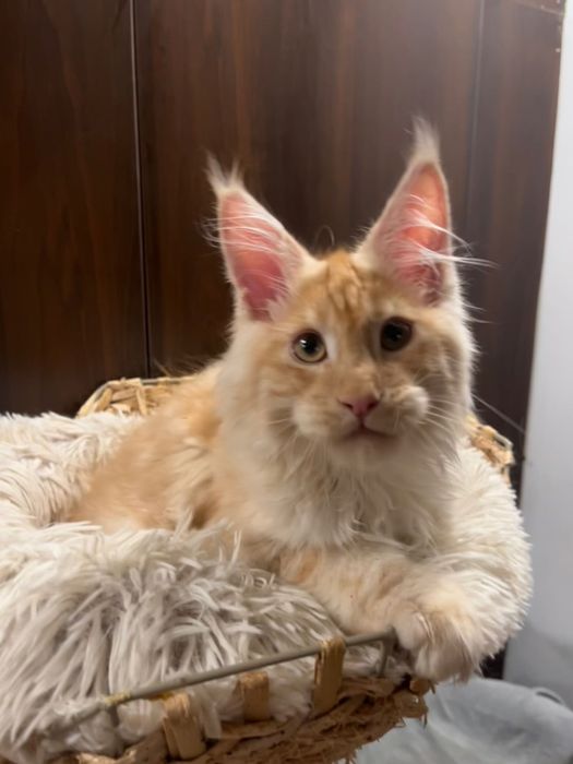Baietel Maine Coon PEDIGREE Felisa
