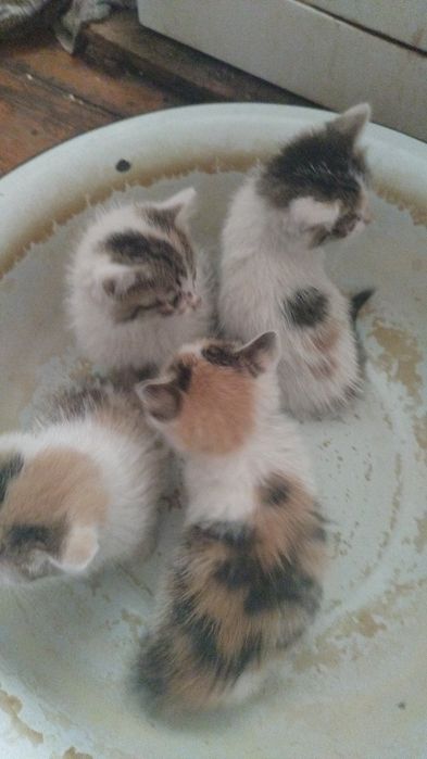 СРОЧНО отдам котят