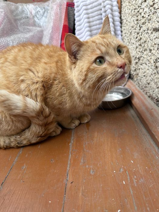 Гарфилд готов переехать в новый дом