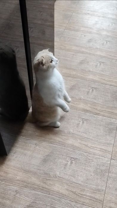 Вязка шотландского скоттиш фолд кота