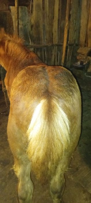 Mânz de 5 luni de vânzare