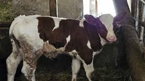 Vaca  românească